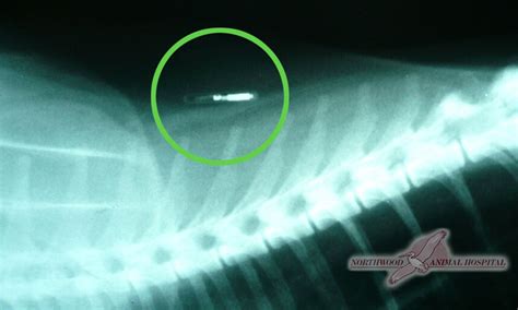 rfid chip for cats cat take me to my cat|microchip cat ids.